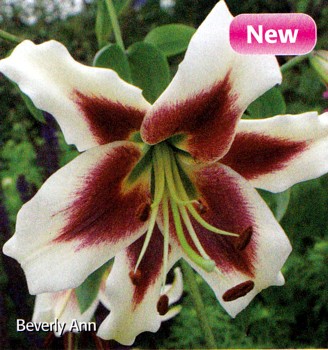 Hirts: Bulbs; Lily 'Beverly Ann' O.T. Hybrid Oriental Lily 2 Bulbs 16/18cm at Sears.com