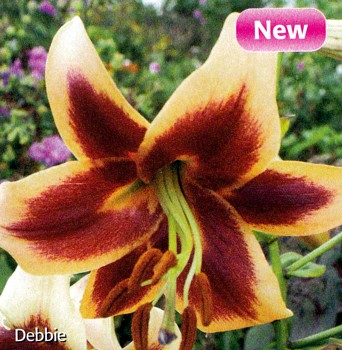 Hirts: Bulbs; Lily 'Debbie' O.T. Hybrid Oriental Lily 2 Bulbs 16/18cm at Sears.com