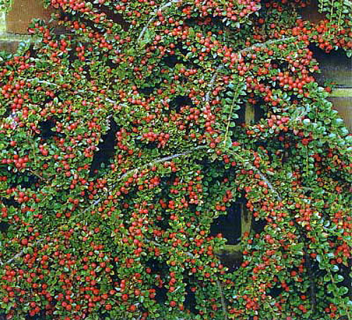 Bushes & Shrubs