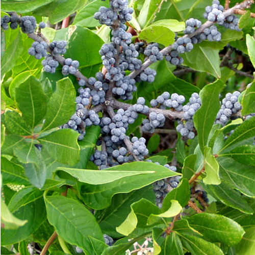Hirts: Trees & Shrubs Northern Bayberry - Myrica pensylvanica - 4" Pot at Sears.com