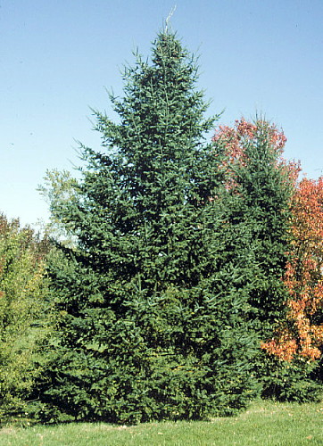 Hirts: Shrubs & Trees Balsam Fir - Abies balsamea - Outdoors or Bonsai - One Quart Pot at Sears.com