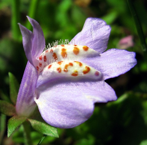 Hirts: Perennials; Sun 'Blue Cupflower' Plant - Mazus repens - Very Hardy - One Quart Pot at Sears.com