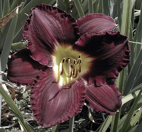 Hirts: Pernnial; Daylily 'Bela Lugosi' Daylily Perennial - Hemerocallis - Potted - Almost Black - 4" Pot at Sears.com