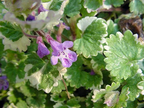 Hirts: Perennials; Sun Variegated Ground Ivy - Glechoma hederacea 'Variegata' - 4/Pack - Stepables at Sears.com