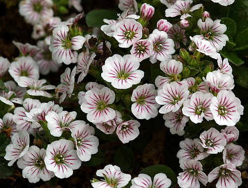 Hirts: Sun Perennials 'Mouse Ear' Babies Breath - Gypsophila cerastoides - 4/Pack - Stepables at Sears.com