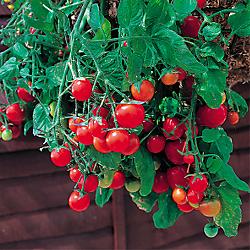 Hirts: Tomato Plants Basket Boy Red Tomato - 4 Plants - Weeping Habit at Sears.com