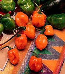 Hirts: Pepper Plants Hot Pepper Collection - 4 Different Plants - Hot to Fiery at Sears.com