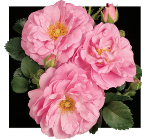 Hirts: Roses Climbing 'Cape Diamond' Rose - Extremely Disease Resistant - Super Hardy -4" Pot at Sears.com