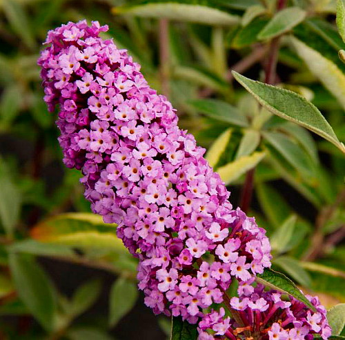 Hirts: Butterfly Bush Flutterby 'Lavender' Butterfly Bush - Buddleia - 3" Pot at Sears.com