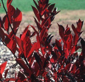 Hirts: Sweetspire Little Henry�  Sweetspire - Itea - Flowering Shrub - Proven Winners at Sears.com