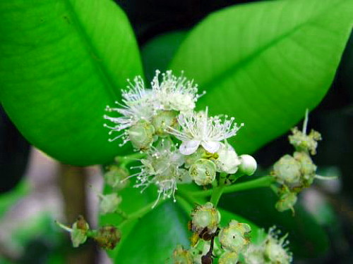 Hirts: Herbs Bay Rum Tree - Pimenta racemosa - Indian Bay Tree, Ciliment - 4" Pot at Sears.com