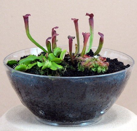 Hirts: Carnivorous Carnivorous Terrarium with 3 Live Plants - Fly Trap/Pitcher Plant/Sundew at Sears.com