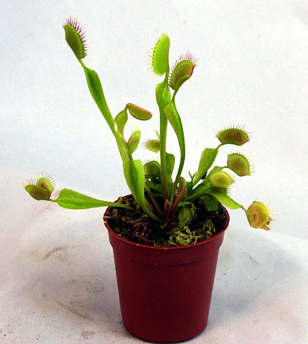 Hirts: Carnivorous Large Venus Fly Trap Plant - CARNIVOROUS - Dionaea - 3" pot at Sears.com