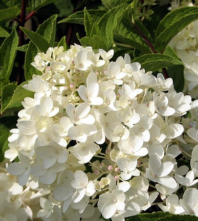 Hirts: Hydrangea 'Little Lamb' Hydrangea paniculata - Pristine White - Proven Winners at Sears.com