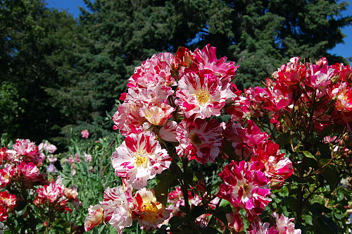 Hirts: Roses Fourth of July Climbing Rose - Fragrant, Everblooming - 4" Pot at Sears.com