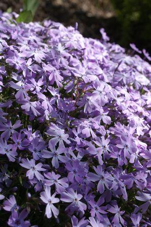 Hirts: Phlox 'Emerald Blue' Phlox Perennial - Potted - One Quart Pot at Sears.com
