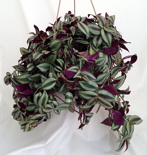 Hirt's+House+Plants Hirts: House Plant Lemon & Cream Wax Plant - Hoya - Great House Plant ...