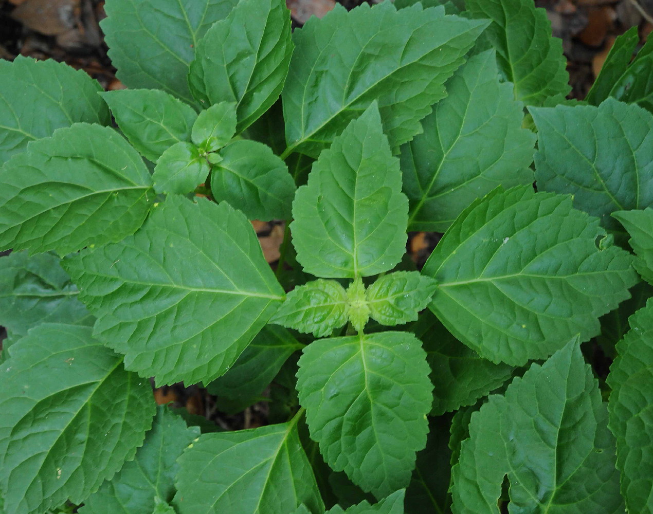 Hirt's+House+Plants Hirts: House Plant Fragrant Organic Patchouli Plant - Perfume Oils ...