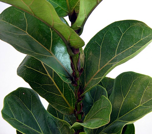 Hirt's+House+Plants Hirts: House Plant -Fiddleleaf Fig Tree - Ficus - Great Indoor Tree ...