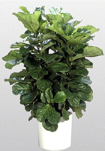 Hirt's+House+Plants Hirt's House Plants http://www.sears.com/hirts-house-plant-fiddleleaf ...