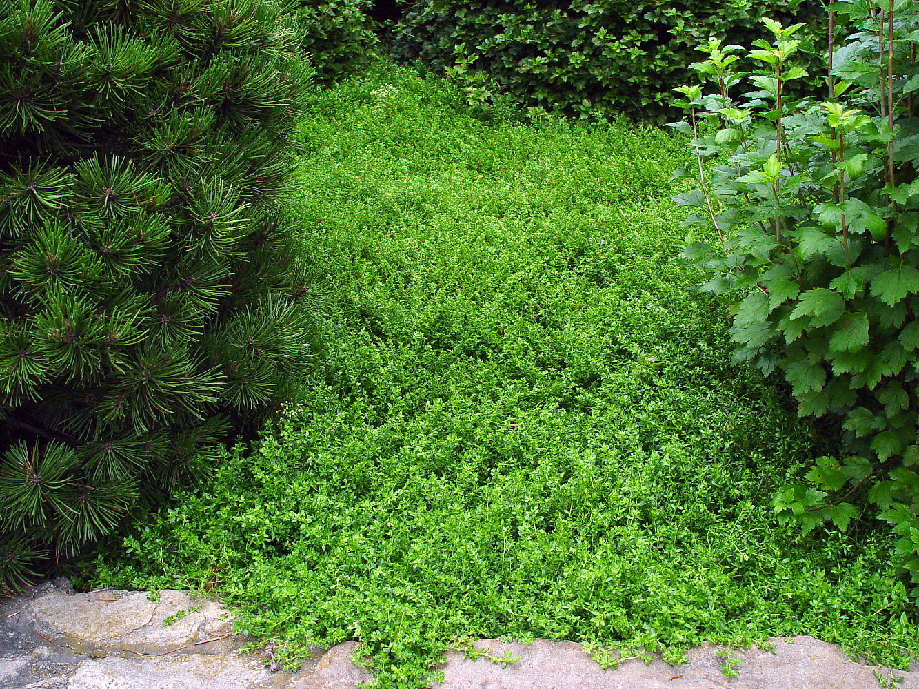 Hirt's+House+Plants ... Plants - 2.5" Pots - Lawn & Garden - Live House Plants - Potted Plants