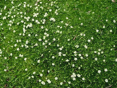 Hirts: Perennials; Irish Moss Irish Moss - Sagina Subulata - One Quart Pot - Hardy at Sears.com