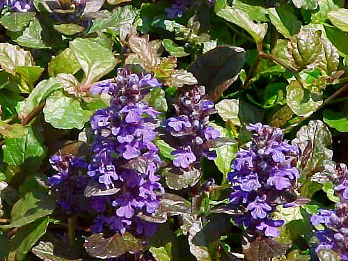 Hirts: Ajuba 'Purple Brocade' Bugleweed - Ajuga - Purple Foliage/Blue Flowers - One Quart Pot at Sears.com