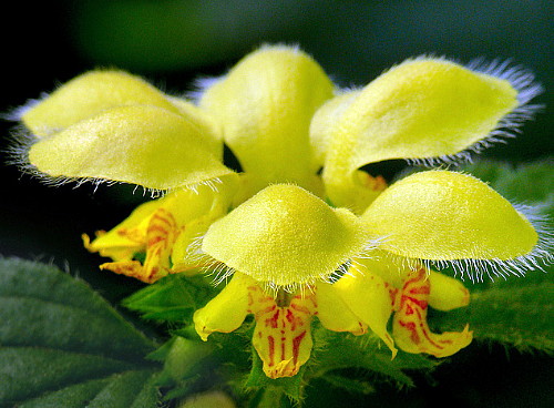 Hirts: Perennials; Groundcovers 'Variegated Silver Archangel' - Lamiastrum - Great Groundcover- 1 Quart Pot at Sears.com
