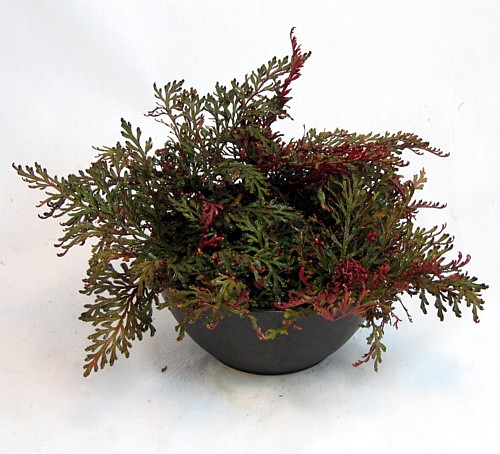 Hirt's+House+Plants Hirts: House Plant Ruby Red Club Moss - Selaginella - Exotic - Easy ...