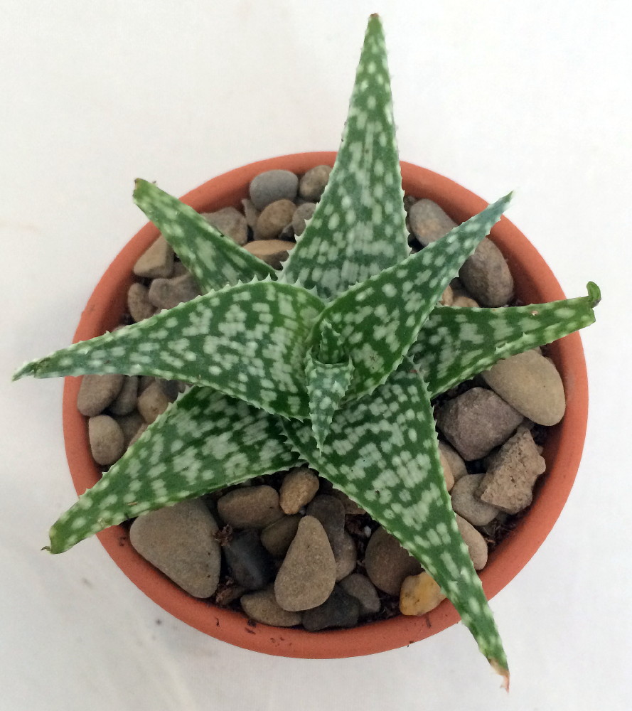 Hirt's+House+Plants Hirts: House Plant White Fox Aloe Vera in 2.5" Clay Pot - Medicine ...
