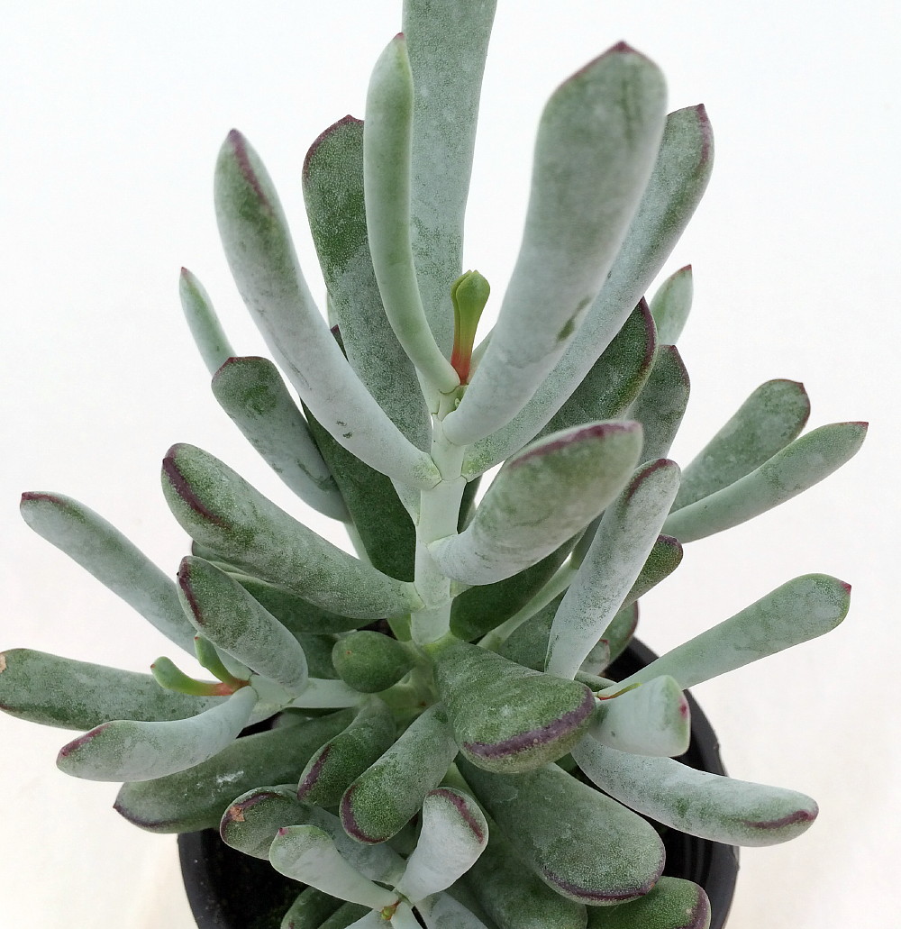 Hirt's+House+Plants Hirts House Plant Disciples Prayer Plant Maranta Easy To Grow 4inch ...