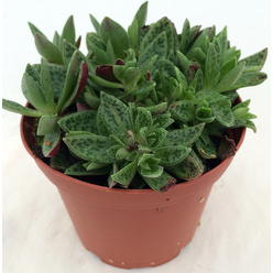 Hirt's+House+Plants Hirts House Plant Disciples Prayer Plant Maranta Easy To Grow 4inch ...