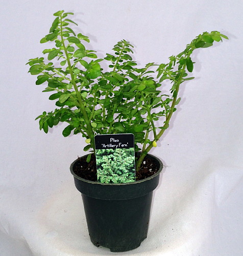 Hirt's+House+Plants Hirts: House Plant Artillery Fern - Pilea - Rare/Easy to grow - 4" Pot ...