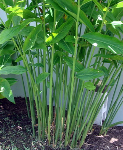 Hirt's+House+Plants Hirts: House Plant Spice Ginger Plant - Galangal - Alpinia galanga ...