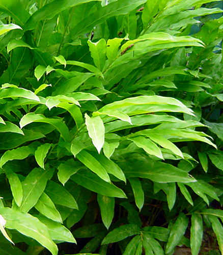 Hirt's+House+Plants Hirts: House Plant Spice Ginger Plant - Galangal - Alpinia galanga ...