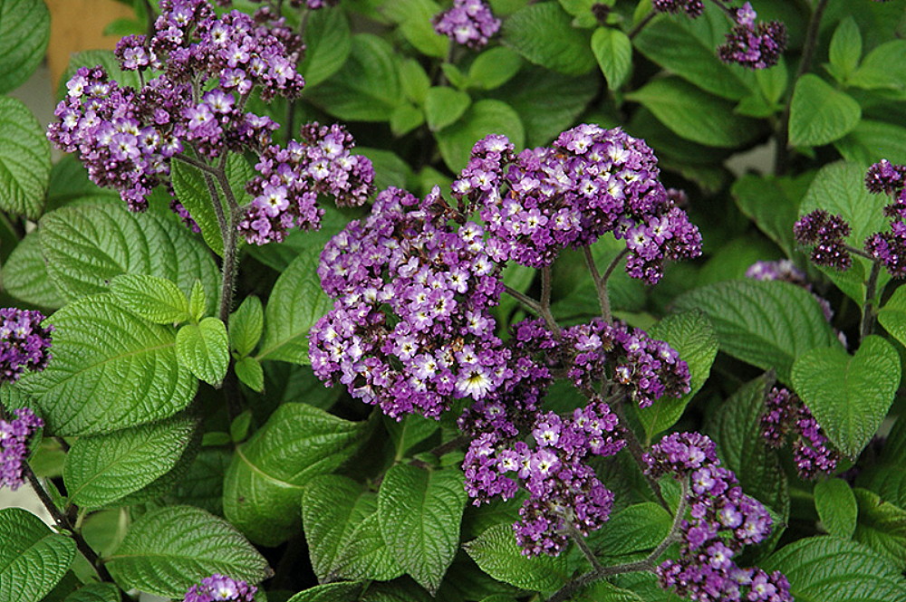 Hirt's+House+Plants Hirts: House Plant Cherry Pie Plant - Heliotrope - Extremely Fragrant ...