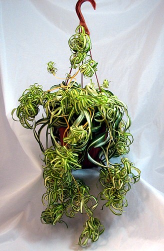 Hirt's+House+Plants Hirts: House Plant Bonnie Curly Spider Plant - Easy to Grow - Cleans ...
