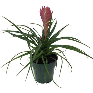 Hirt's+House+Plants Hirts: House Plant Hawaiian Pink Quill Plant - Exotic & Easy ...