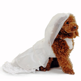 Pooch Outfitters Venus Wedding Dog Dress  -XS at Sears.com
