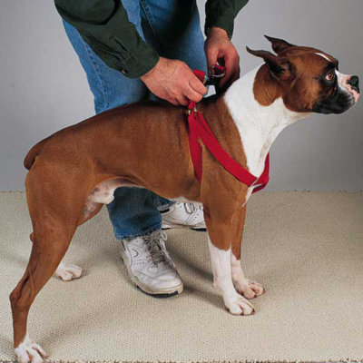 GUARDIAN GEAR Two Step Dog Harness - Size: 15-25" L x 5 / 8 " W, Color: Hunter Green at Sears.com