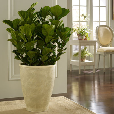 Large Venetian Planter