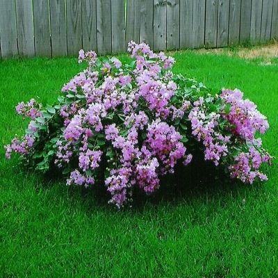 Smith Wholesale LLc Crape Myrtle - Orchid Cascade Dwarf - Bare Root at Sears.com