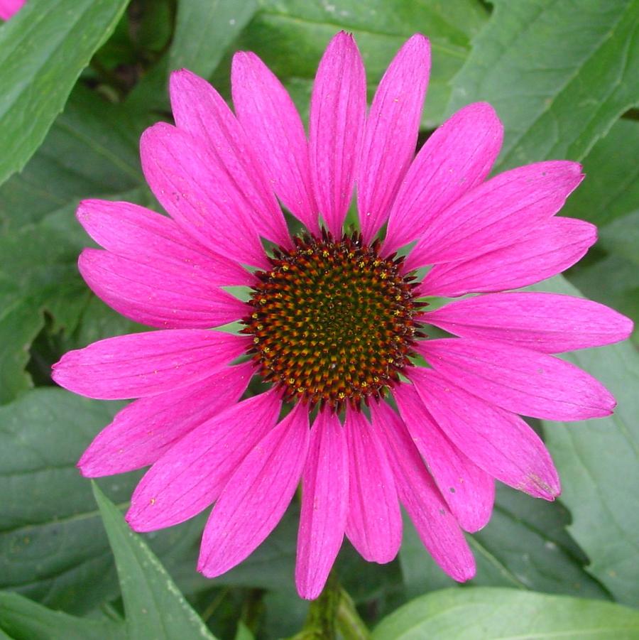 Smith Wholesale LLc Coneflower - Magnus - Bareroot at Sears.com