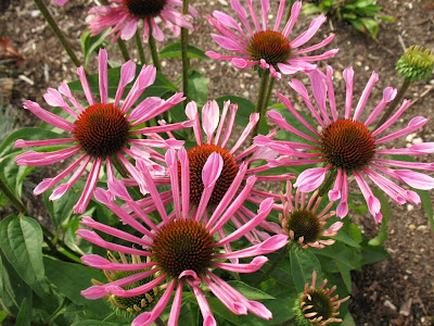 Smith Wholesale LLc Coneflower - All That Jazz - Bare Root at Sears.com