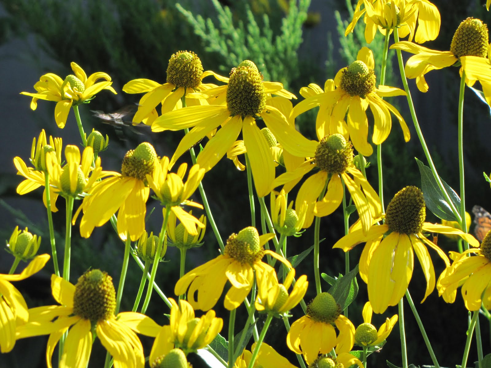 Smith Wholesale LLc Black-eyed Susan - Herbstonne - Bare Root at Sears.com