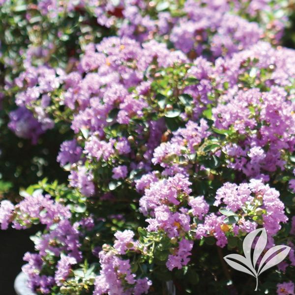 Smith Wholesale LLc Crape Myrtle - Violet Filli: (Bare Root) at Sears.com