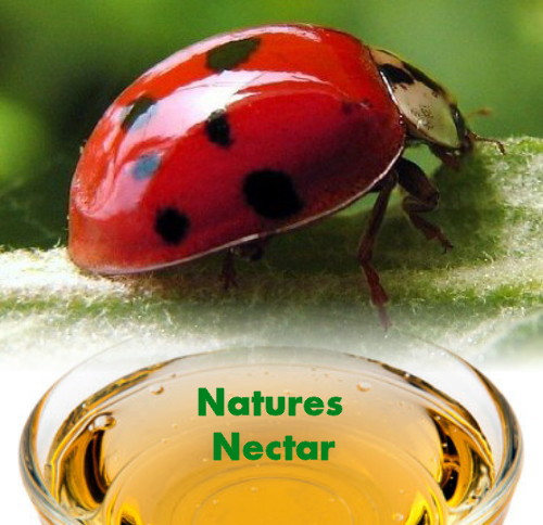 Hirt's Live Ladybugs - Hirt's Gardens - Approximately 1550 -Plus Hirt's Nature Nectar at Sears.com