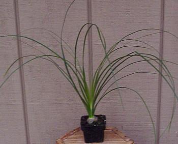 Hirts: House Plant Ponytail Palm Plant - Beaucarnea - 4" pot - Easy to Grow at Sears.com