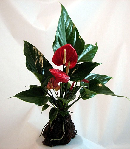Hirts: House Plant Red Anthurium Hawaiian Volcano Rock Bonsai - Great Living Gift at Sears.com