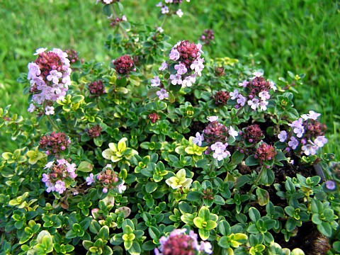 Perennials